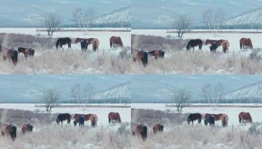 内蒙古冬季雪地马群高清在线视频素材下载