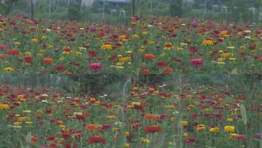 花 菊花 花海高清在线视频素材下载