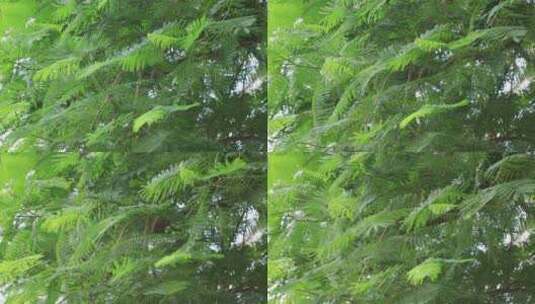 美丽的热带雨林植物特写高清在线视频素材下载