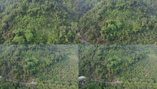 广东东莞：登山步道掩映在树木之间高清在线视频素材下载