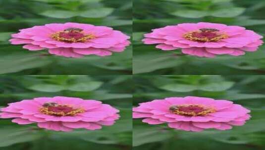 粉红色花朵上的蜜蜂高清在线视频素材下载