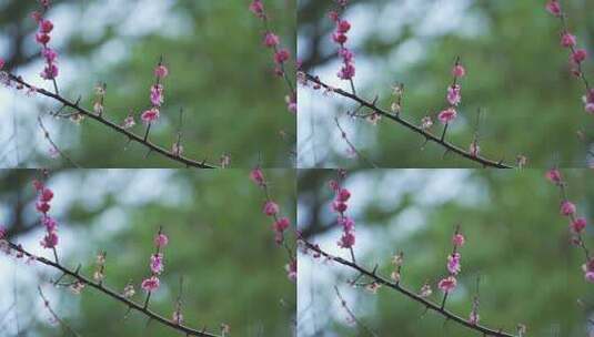 杭州西湖郭庄雨天梅花风景高清在线视频素材下载