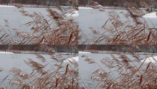 雪后湖水边随风飘荡的芦苇高清在线视频素材下载