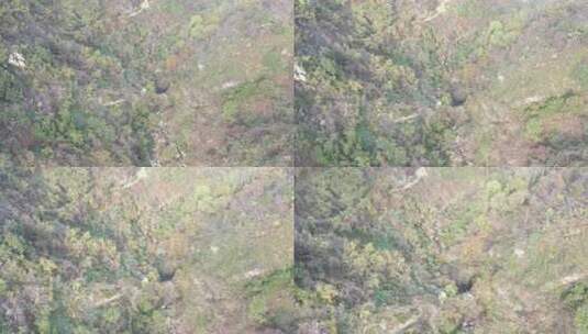航拍秦岭秋天景色 秦岭 秋季高清在线视频素材下载