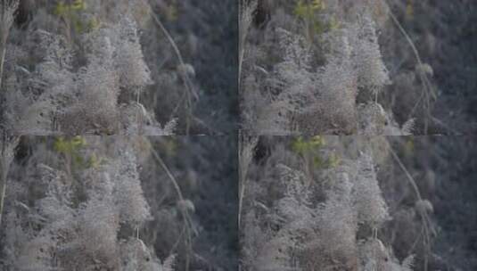 芦苇 禾本科 被子植物 芦苇毛 湿地边高清在线视频素材下载