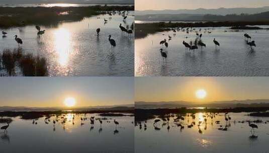 威宁草海自然保护区黑颈鹤晚霞夕阳高清在线视频素材下载