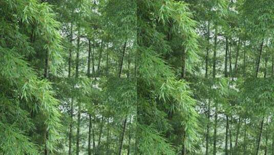 下雨天竹林景观特写，竹节挺拔竹叶繁茂高清在线视频素材下载