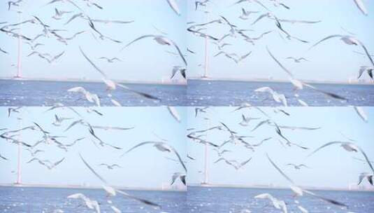 海鸥 海边 海平线 群鸟 大海高清在线视频素材下载