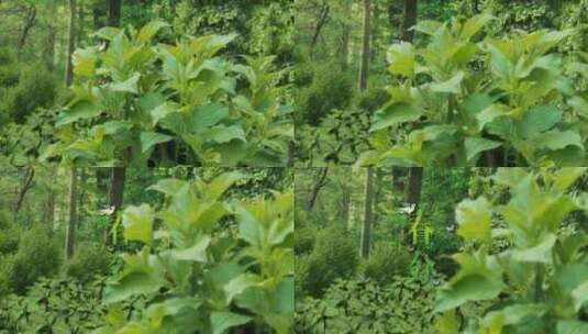 春分节气绿色森林氛围展示高清AE视频素材下载