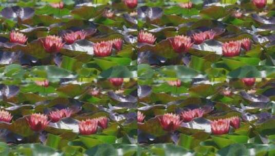 杭州湘湖夏天池塘盛开的睡莲高清在线视频素材下载
