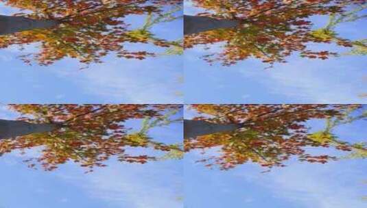 自然风景天空树秋天红叶霜降云背景立秋高清在线视频素材下载