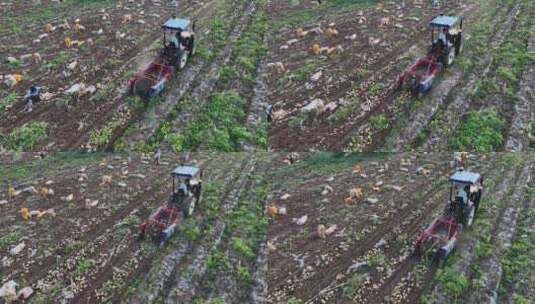 农村农业农民土豆种植收获丰收高清在线视频素材下载