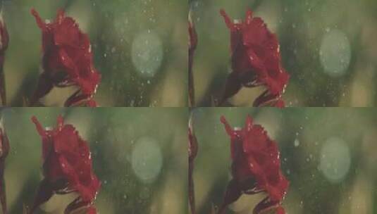 玫瑰，雨，雨滴，滴水高清在线视频素材下载