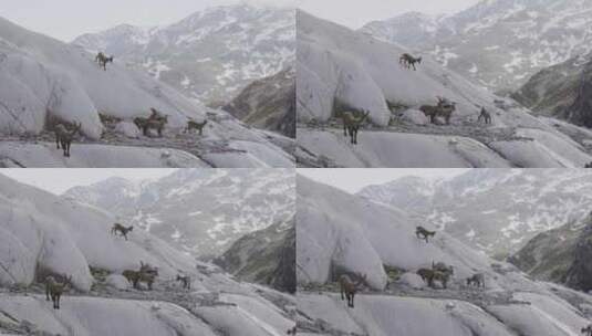 Ibex，山，雪，冬天高清在线视频素材下载