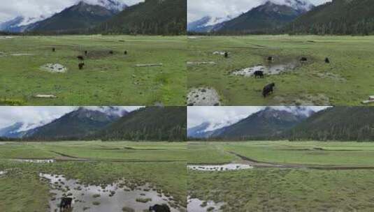 高山牧场湿地牦牛高清在线视频素材下载