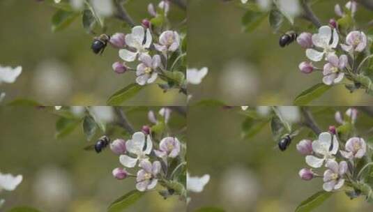 昆虫，花卉，蜜蜂，传粉者高清在线视频素材下载