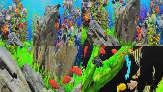 2024海底鱼群观赏鱼鱼缸海底世界8K宽屏高清在线视频素材下载