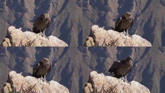岩石上矗立的雄鹰高清在线视频素材下载