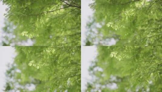 树林 自然高清在线视频素材下载