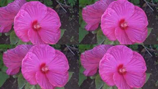 奇异美丽的粉红色花朵高清在线视频素材下载