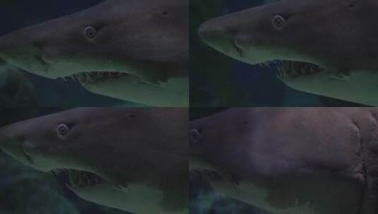 水下鲨鱼的特写镜头高清在线视频素材下载