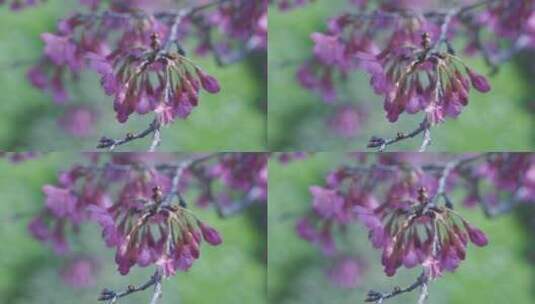 樱花蜜蜂采花和茶园风光高清在线视频素材下载