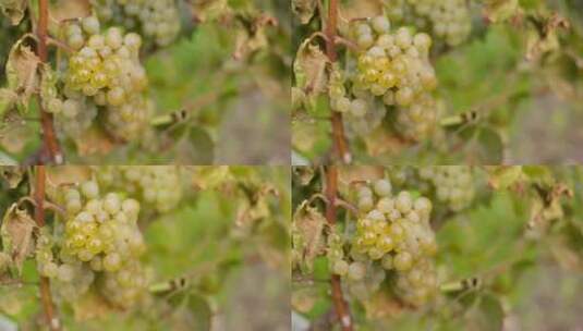 农场葡萄园里的一串串葡萄高清在线视频素材下载