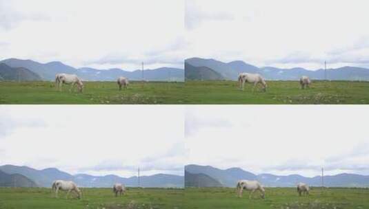 【精品】牛羊草原马在吃草蒙古国内蒙古高清在线视频素材下载