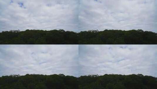 单镜头红树林天空云飘动延时视频高清在线视频素材下载