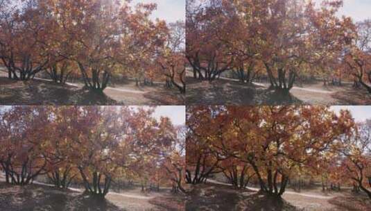 4K高清实拍秋季枫叶枫树林高清在线视频素材下载