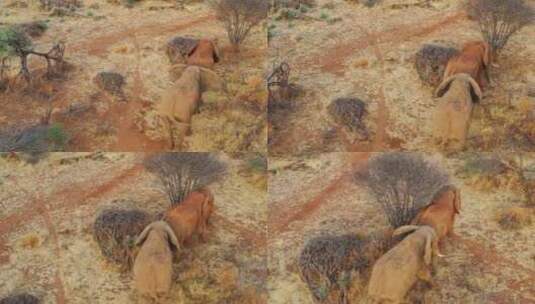 荒野上的两头非洲象高清在线视频素材下载