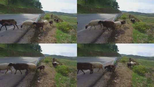 牧羊人牵着羊穿过高速公路高清在线视频素材下载