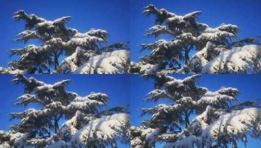 实拍 树枝 树叶 蓝天 冬天 雪景高清在线视频素材下载