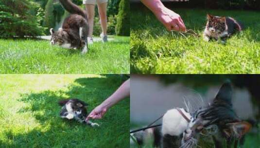 缅因猫宠物猫在草坪上玩耍高清在线视频素材下载
