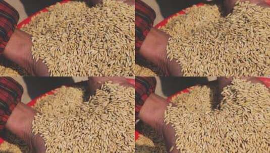 水稻丰收农民手捧水稻展示高清在线视频素材下载