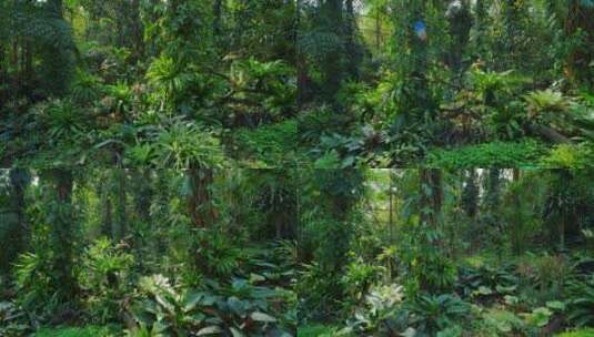 阳光明媚的热带雨林高清在线视频素材下载