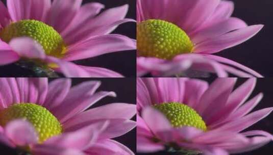 鲜花雏菊非洲菊的花蕊花粉高清在线视频素材下载