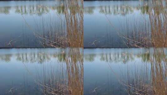 4K春日晴天湖边芦苇水波潋滟圆明园空镜高清在线视频素材下载