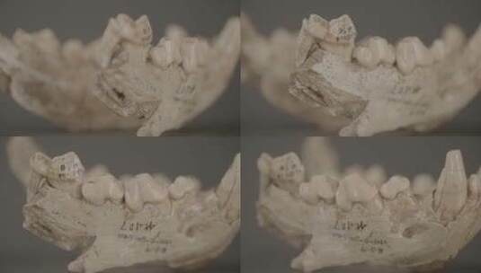 远古生物化石LOG高清在线视频素材下载