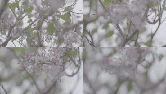 丁香花微距LOG高清在线视频素材下载