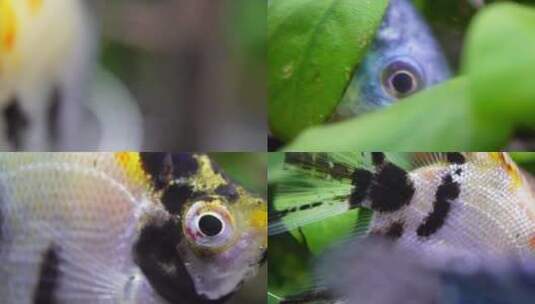 【镜头合集】微距热带鱼鱼吃食鱼眼睛高清在线视频素材下载