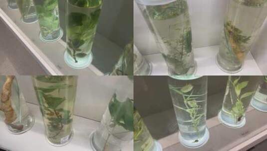 【镜头合集】保鲜剂浸泡植物农作物标本高清在线视频素材下载