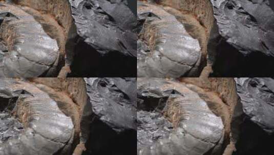 古生物史前生物鹦鹉螺化石高清在线视频素材下载