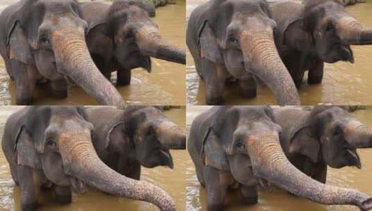 享受水的大象高清在线视频素材下载