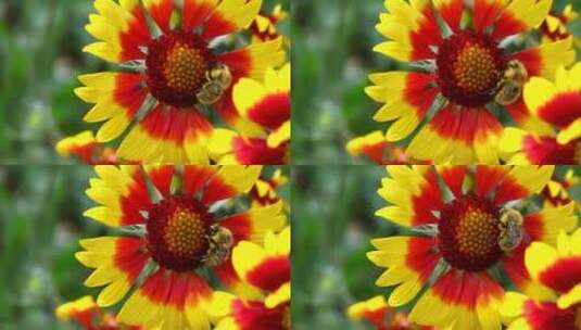 在一朵红黄相间的花上工作高清在线视频素材下载