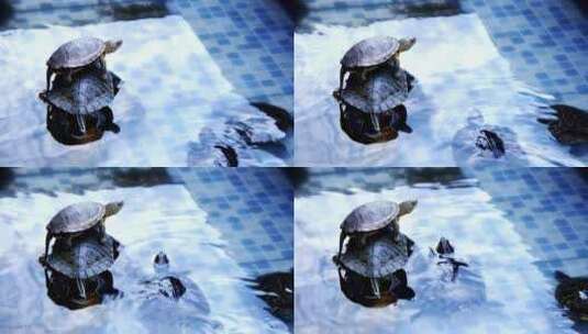 在池塘里休息的海龟高清在线视频素材下载