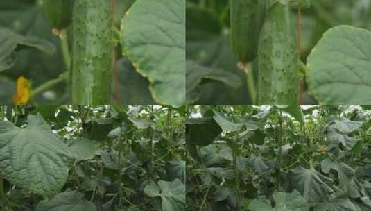 黄瓜种植高清在线视频素材下载