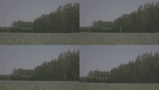 [2k][艾丽莎][灰度][升格]青草草地树林2高清在线视频素材下载