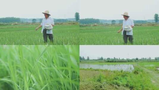水稻施肥高清在线视频素材下载