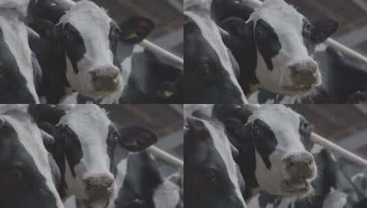 牛在马厩里咀嚼食物高清在线视频素材下载
